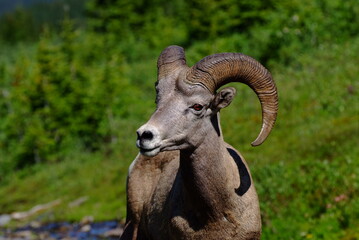 Bighorn sheep on the meadow, Big Horn Sheep, Canadian Rockies