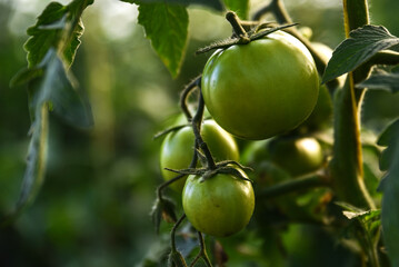 Greenhouse farms in state of Jijel, Algeria, growing tomatoes cultivation in Africa, agriculture in North Africa, planting fresh vegetables, vegetable production in greenhouses, glasshouse hothouse