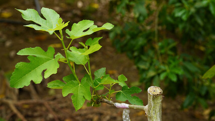 Tree grafting technique. A different kind of fig grafting to the fig tree. Eyepatch application. garden hobbies