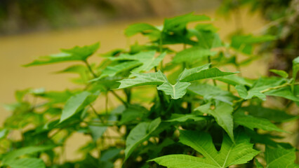 Chaya ( Cnidoscolus chayamansa McVaugh ) The leaves are similar to maple or papaya leaves. Chaya Spinash is Vegetable with high nutritional value. All parts of tree contain white latex. Do not eat raw