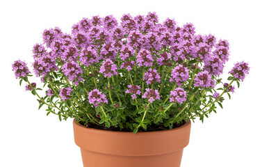 彩り豊かなタイム鉢植え 春のハーブ