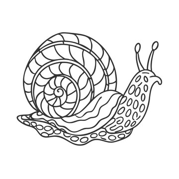 recommend clip art: Snail coloring page with shell in cartoon outline style