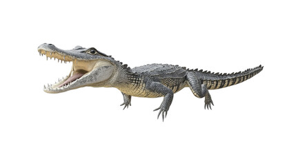 Naklejka premium crocodile isolated on white background