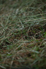 green grass in the snow