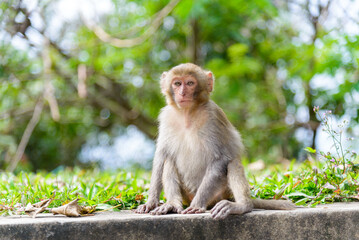 Fototapeta premium Macaque Sitting and Looking at Camera in Vietnam