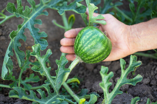 small watermelon on the farm is holding a man's hand