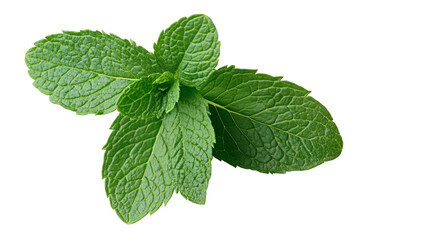 Mint leaf isolated on Transparent PNG format background.. 