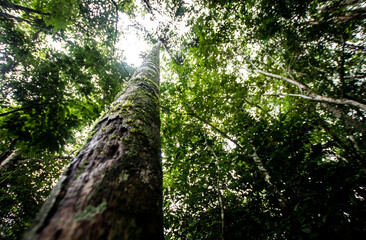 Bosque