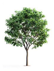 Flamboyant tree on transparent background, png format
