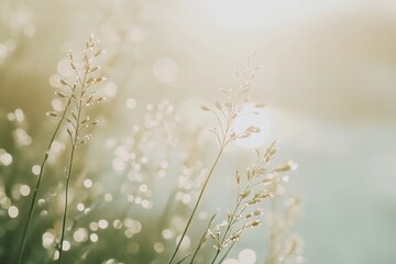 Dew drops on fresh green grass photography background sunlight.