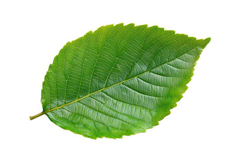 Single beech leaf on transparent background, png format for eco-friendly design