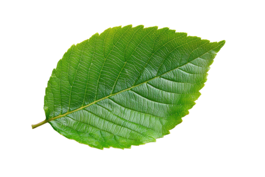 Single beech leaf on transparent background, png format for eco-friendly design
