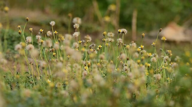 wild grass flower on ground and shaking by wind