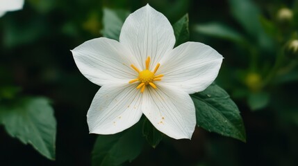 Elegant white flower with yellow center in nature