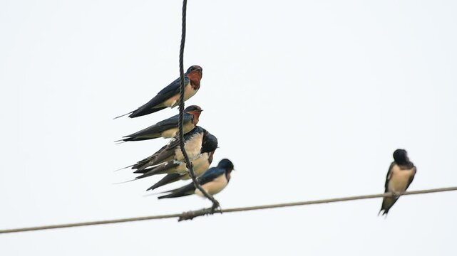 barn swallow bird team on a electric cable