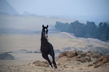 running black young arabian horse   in desert at evening