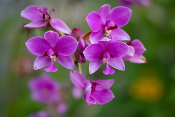 Spathoglottis plicata Blume, ground orchid in the garden. Natural background