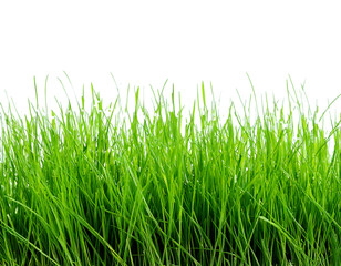 Obraz premium green grass isolated on white
