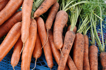 Young carrots at the city vegetable market. Spring carrot harvest.