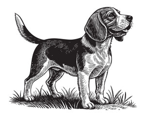 Beagle dog woodcut engraving vector illustration