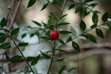 Red berry attached to its plant in the woods