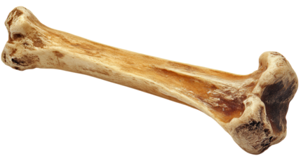 A tough rubber bone chew toy for dogs, designed for durability and dental health. transparent PNG