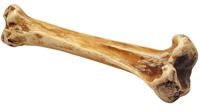 A tough rubber bone chew toy for dogs, designed for durability and dental health. transparent PNG