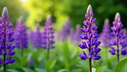 Obraz premium Vibrant purple lupin flowers blooming in a lush outdoor garden, sunny, lupin