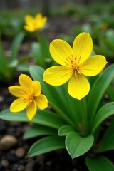 Fototapeta premium Vibrant yellow Winter aconite flowers blooming in spring garden, flowers, vibrant