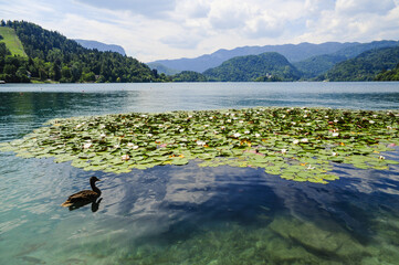 Triglav, Bled, See, Slowenien, Nordslowenien