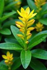 Fototapeta premium Vibrant Euphorbia polychroma plant with yellow flowers and green leaves in a lush garden setting, yellow flowers, colorful