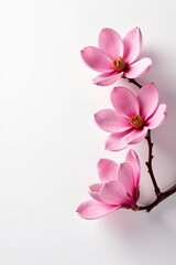 Obraz premium Vibrant pink magnolia blossoms contrast against a clean white background, flowers, beautiful