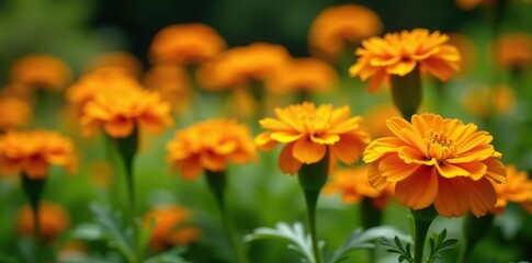 Fototapeta premium Vibrant orange marigold flowers blooming in a garden, blooming, yellow