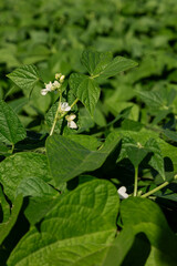 Fazenda de Soja - Planta de soja florescendo close-up no fundo de um campo agrícola de soja nos raios do sol.