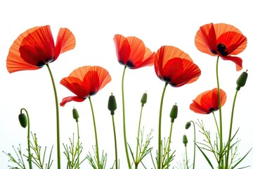 Fototapeta premium Vibrant red poppy flowers isolated on a clean white background, petals, isolated