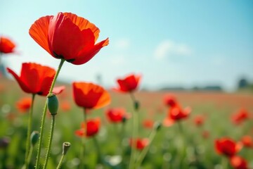 Vibrant red poppy flowers on clear background,  bright,  vibrant