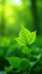 Vibrant green leaf against blurred garden background with sunlight, fresh wallpaper, plant landscape,  view,  natural