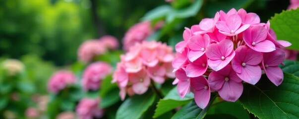 Naklejka premium Vibrant hydrangea flowers in full bloom at botanical garden in Batumi, hydrangea, flowers