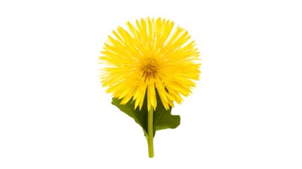 Isolated yellow flower with green stem on black background