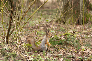 A young red squirrel looks interestedly at its habitat