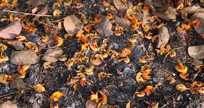 beautiful orange butea monosperma flowers fell on the ground, dried flowers and dry leaves, dry flower pattern.
