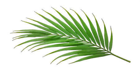 Fototapeta premium Tropical green palm leaf cut out isolated on transparent background. Botanical illustration for summer designs, luau invitations, exotic backgrounds, spa graphics.