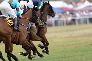 Thoroughbred horses race side by side in symmetry in a steeplechase competition.