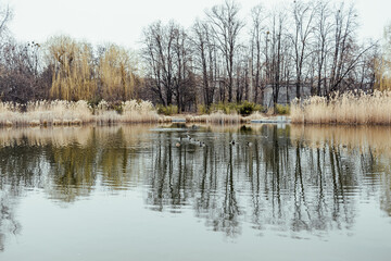 A serene scene featuring a group of ducks swimming in a large, calm lake. Surrounding the lake are patches of tall, golden grasses and leafless trees, suggesting autumn or winter.