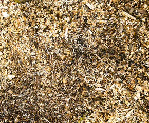 Fototapeta premium A close-up texture of wood chips. Good for any project.