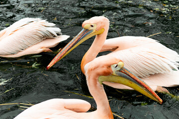 A pink pelican floats gently on the water, its soft plumage contrasting with the dark, rippling surface. The bird's large, colorful beak is prominently displayed, with hues of yellow and orange