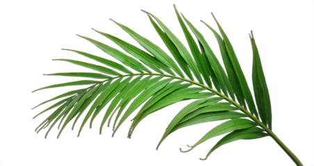 Tropical green palm leaf cut out. Botanical illustration for summer designs, luau party invitations, and tropical-themed backgrounds. Isolated on transparent background.