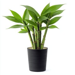 Fototapeta premium Bamboo plant arrangement indoor space botanical display contemporary home top view serenity and growth