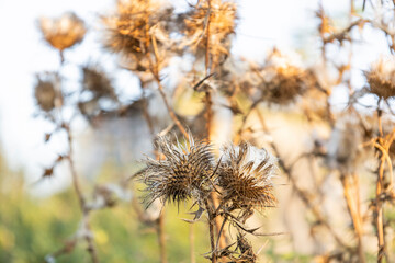 Thistle on sunny day, thorny weed growing on wild field amazing landscape. Beauty of wild nature in autumn season.