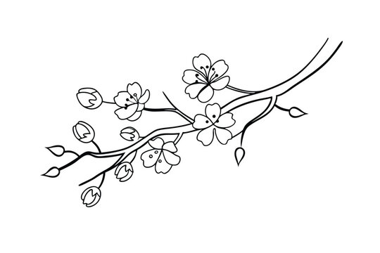 Elegant Line Drawing of Cherry Blossom Branch and Buds
